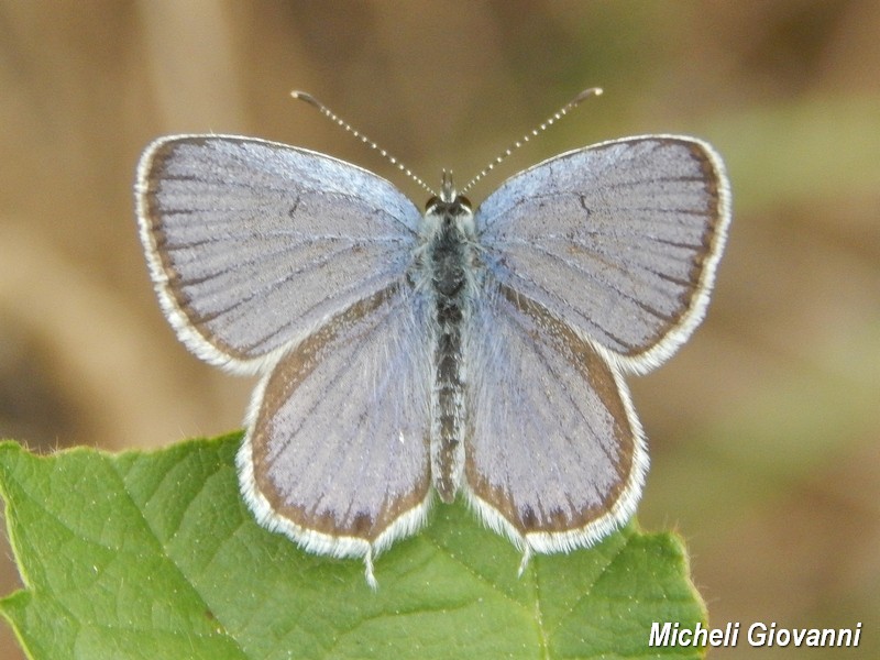 Parco del Ticino : incontri del 12/9/15